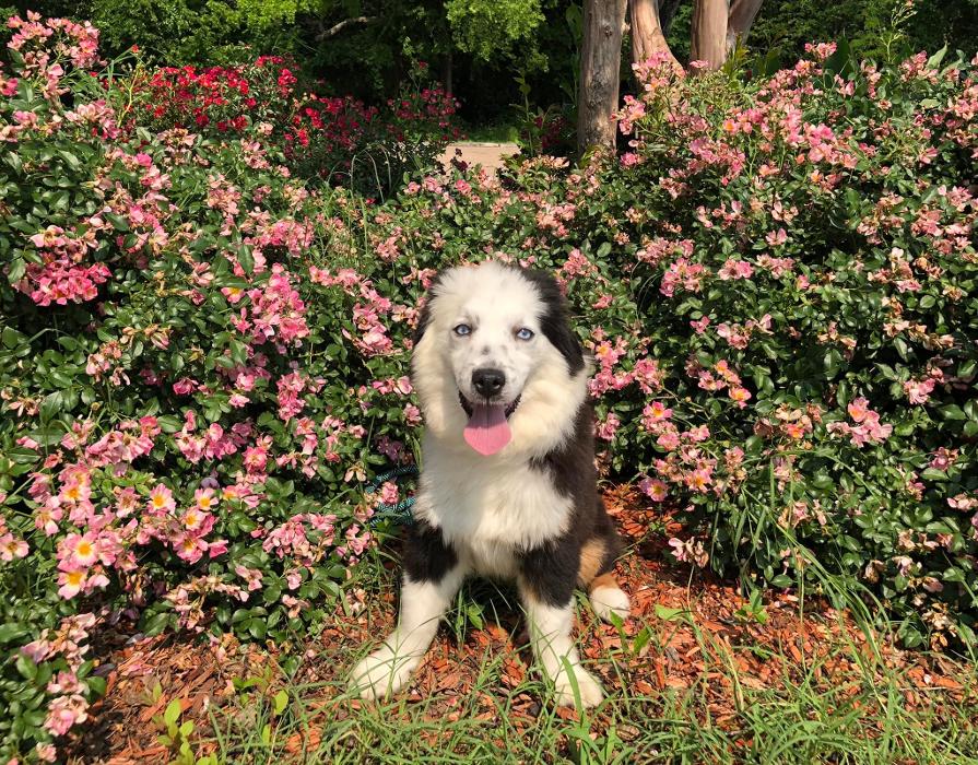 South Paws Ranch - Gainesville, TX