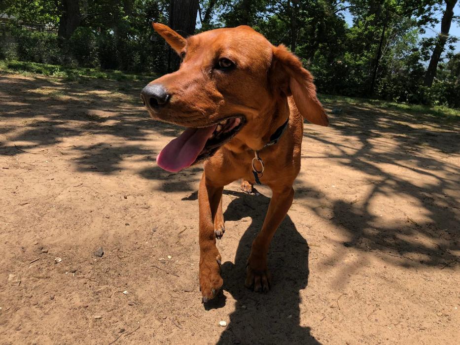 South Paws Ranch - Gainesville, TX