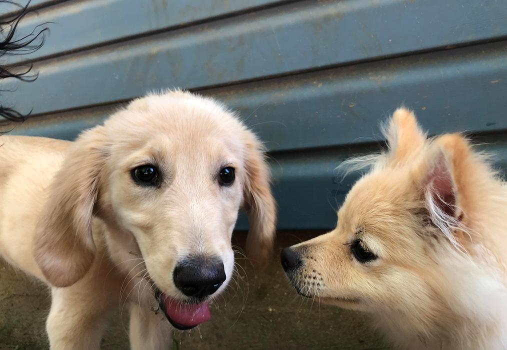 South Paws Ranch - Gainesville, TX