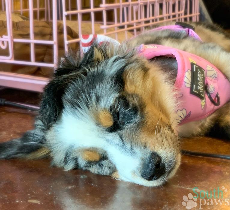 South Paws Ranch - Gainesville, TX