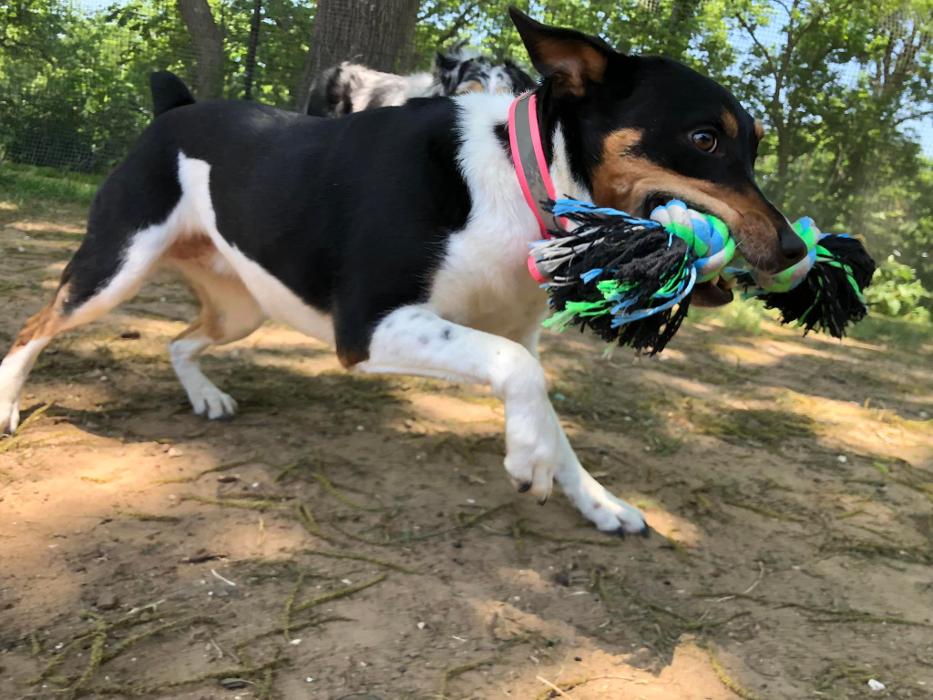 South Paws Ranch - Gainesville, TX