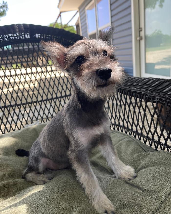 South Paws Ranch - Gainesville, TX