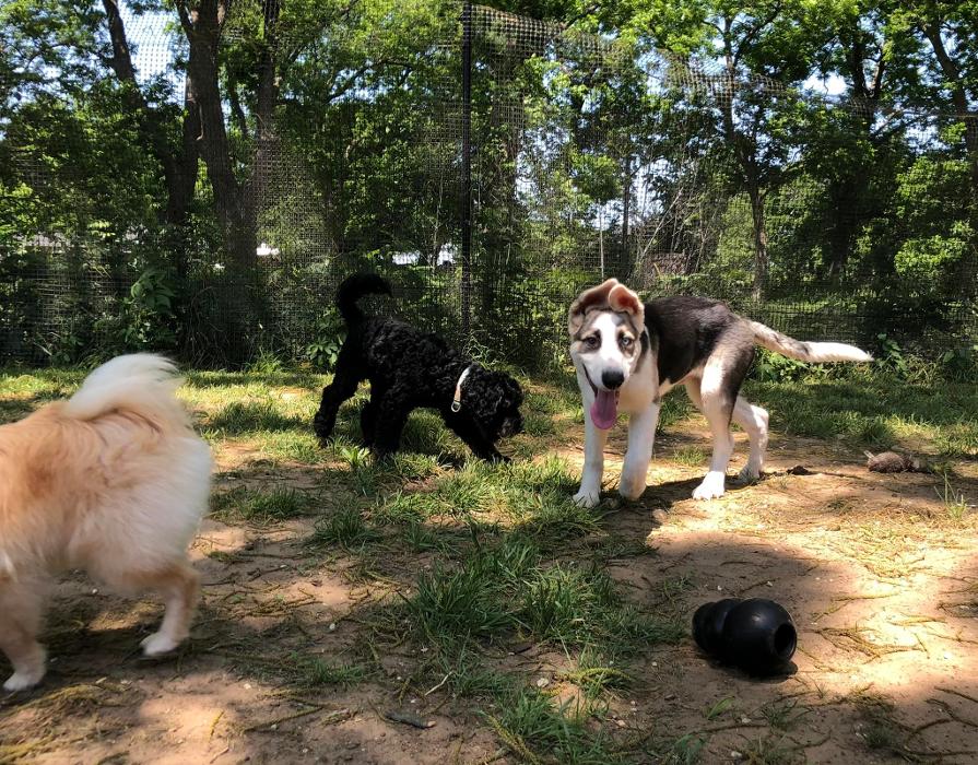 South Paws Ranch - Gainesville, TX