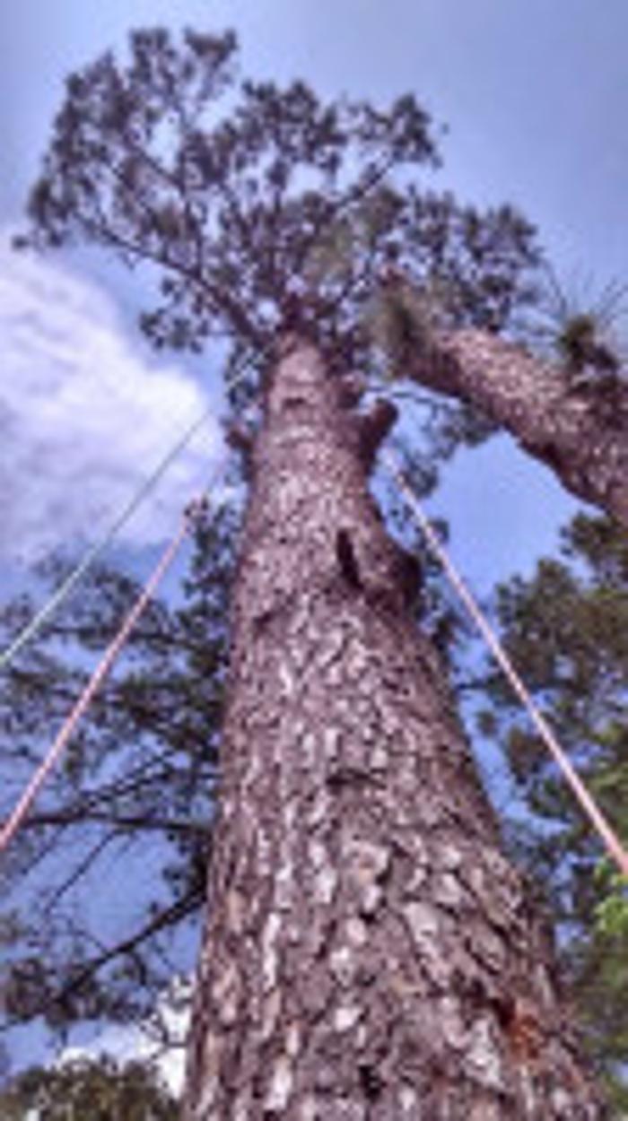 Melrose Tree and Landscaping, LLC - Huntsville, AL