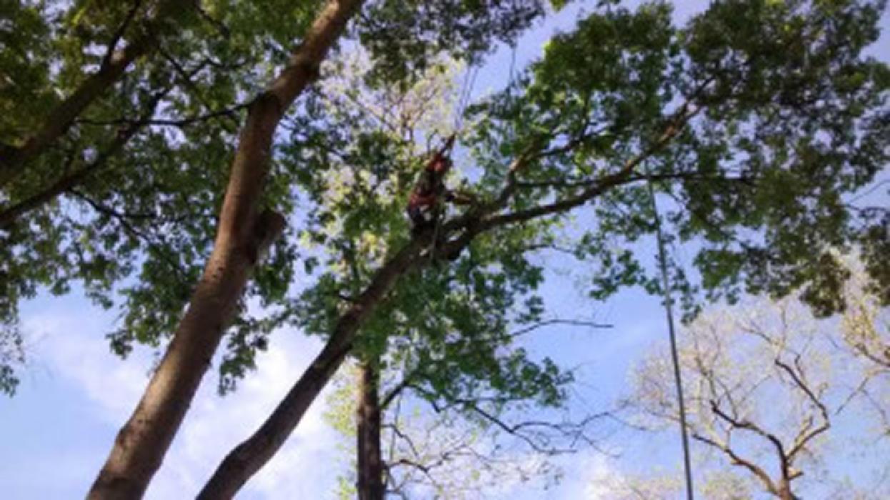 Melrose Tree and Landscaping, LLC - Huntsville, AL