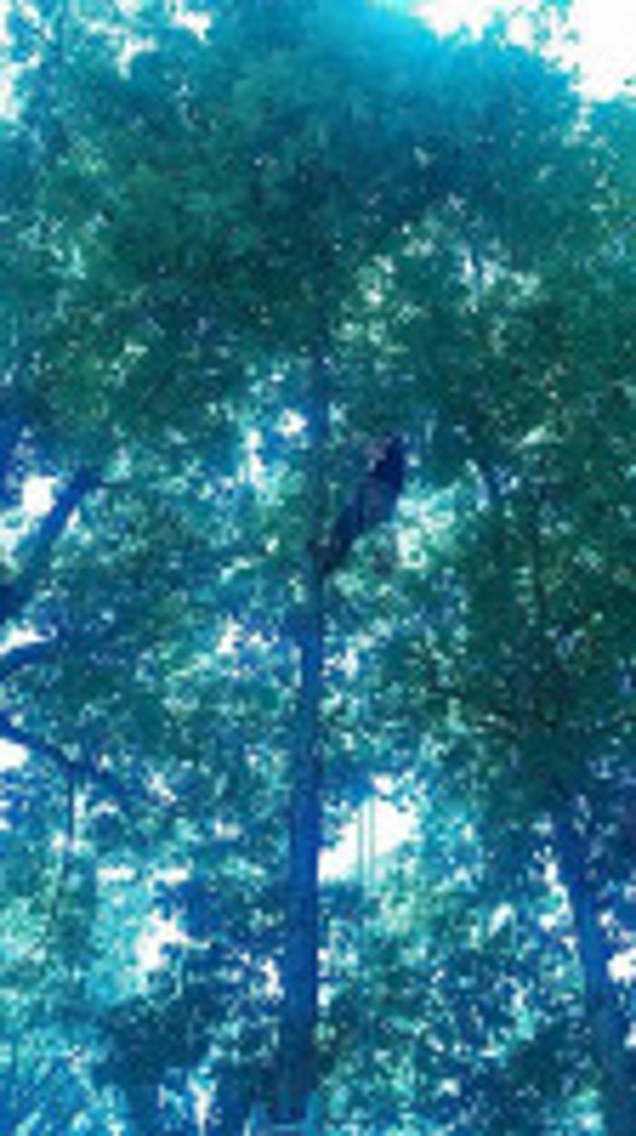 Melrose Tree and Landscaping, LLC - Huntsville, AL