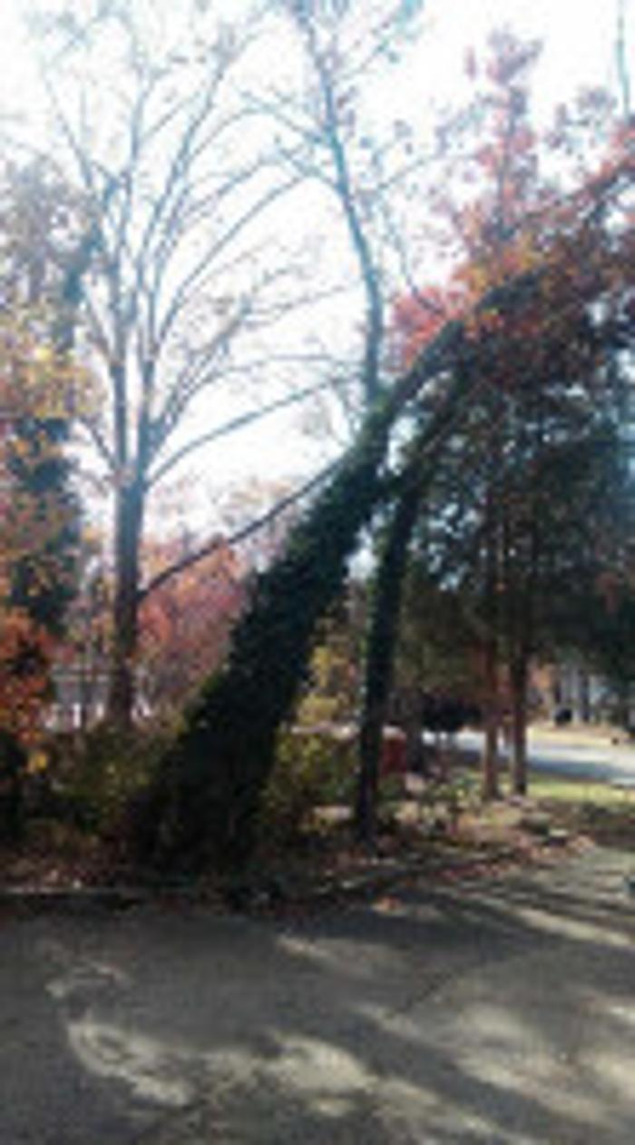 Melrose Tree and Landscaping, LLC - Huntsville, AL