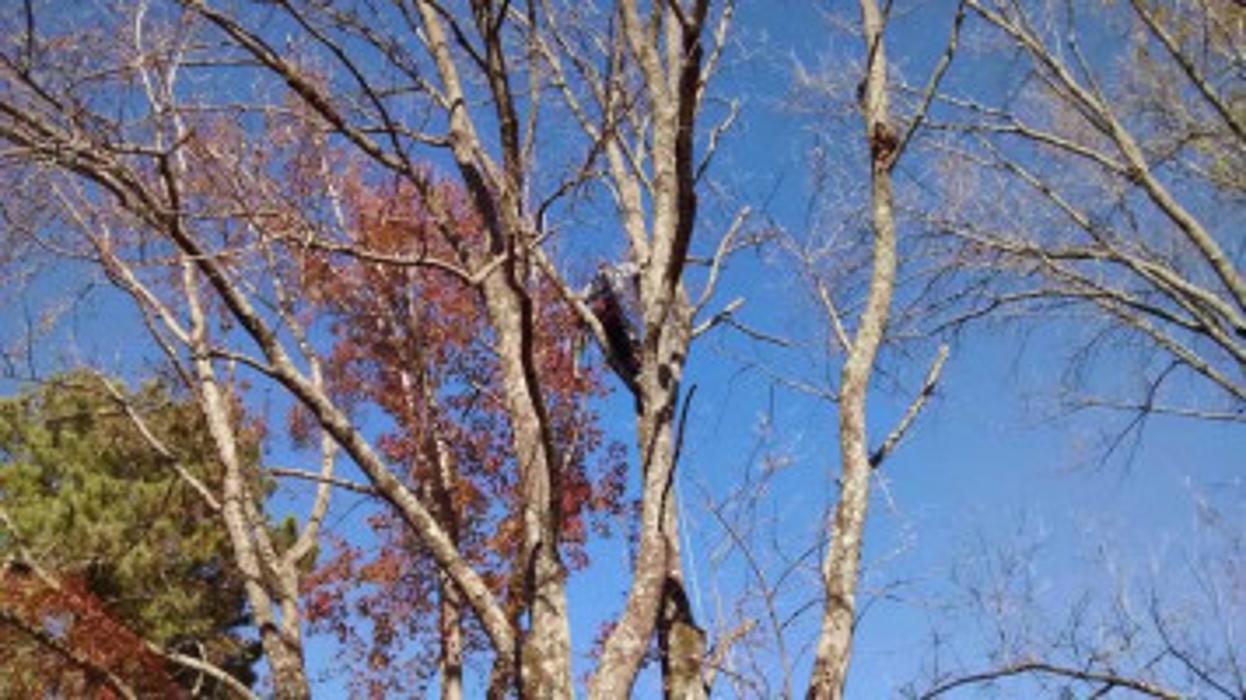 Melrose Tree and Landscaping, LLC - Huntsville, AL