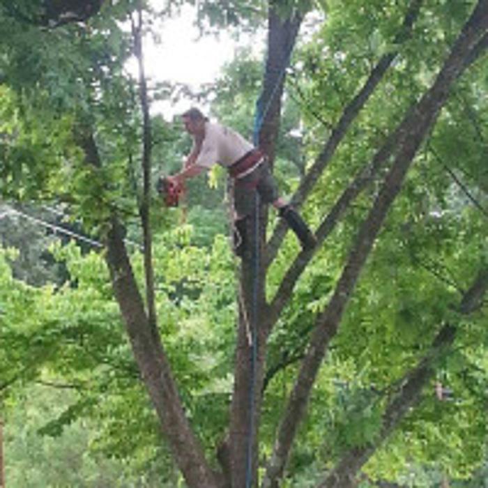 Melrose Tree and Landscaping, LLC - Huntsville, AL