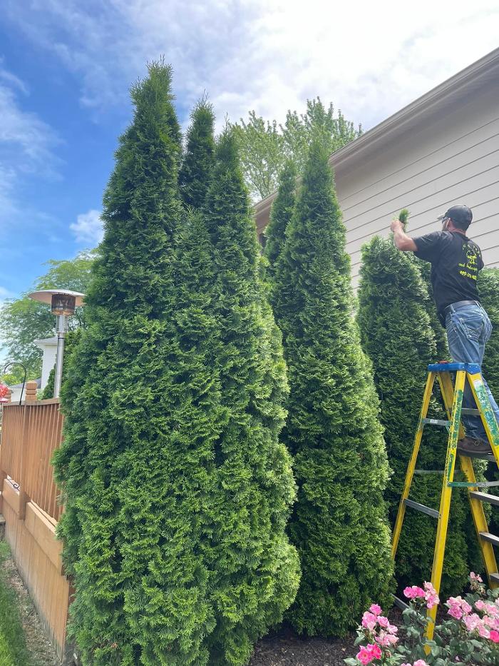 Cox's Tree & Lawncare - Toledo, OH