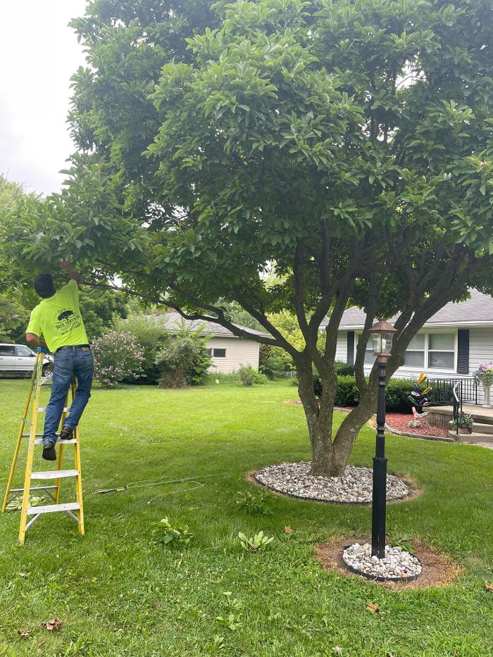Cox's Tree & Lawncare - Toledo, OH