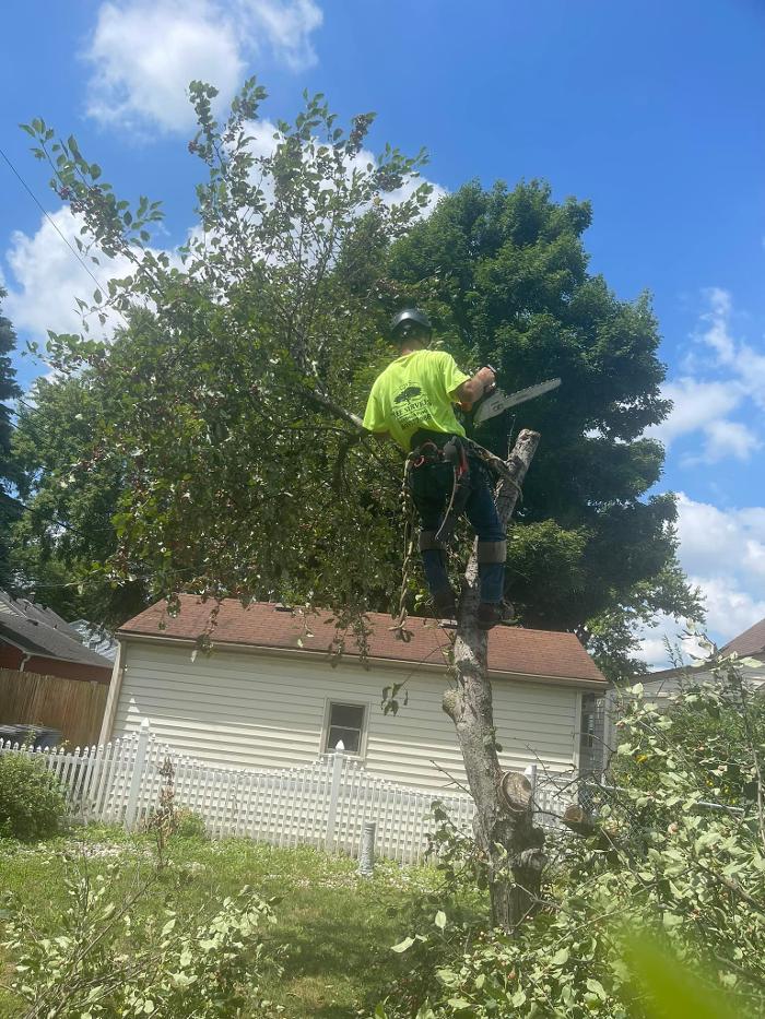 Cox's Tree & Lawncare - Toledo, OH