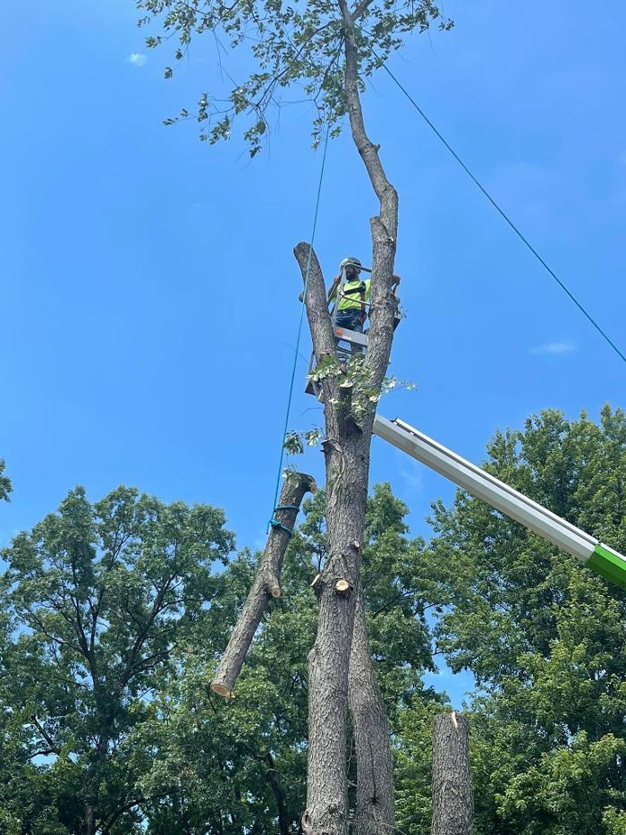 Cox's Tree & Lawncare - Toledo, OH