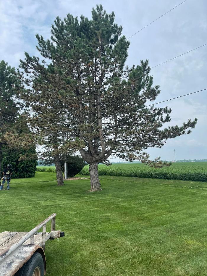 Cox's Tree & Lawncare - Toledo, OH