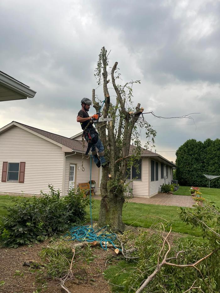 Cox's Tree & Lawncare - Toledo, OH
