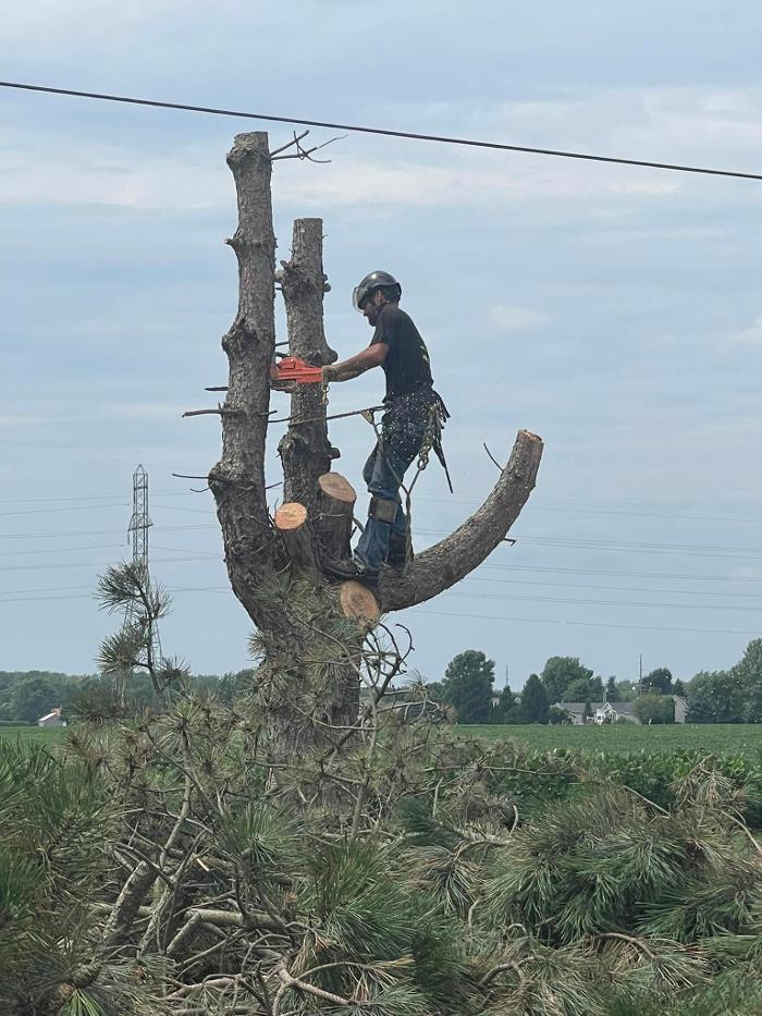 Cox's Tree & Lawncare - Toledo, OH