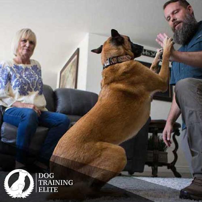 Dog Training Elite Central Nashville
