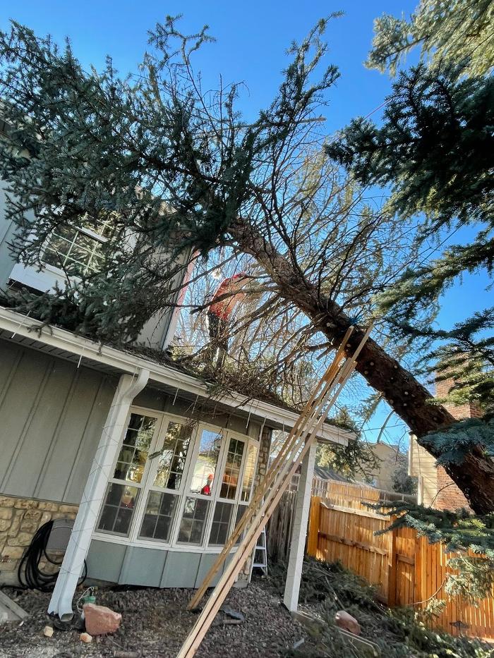 Climbers Choice Tree & Yard Care - Littleton, CO