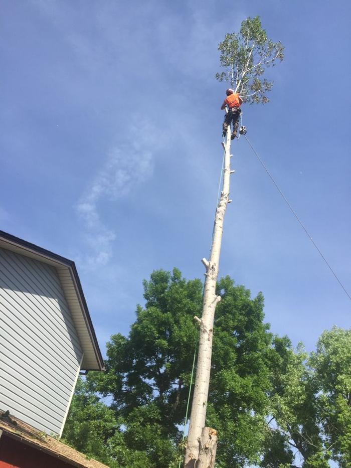 Climbers Choice Tree & Yard Care - Littleton, CO