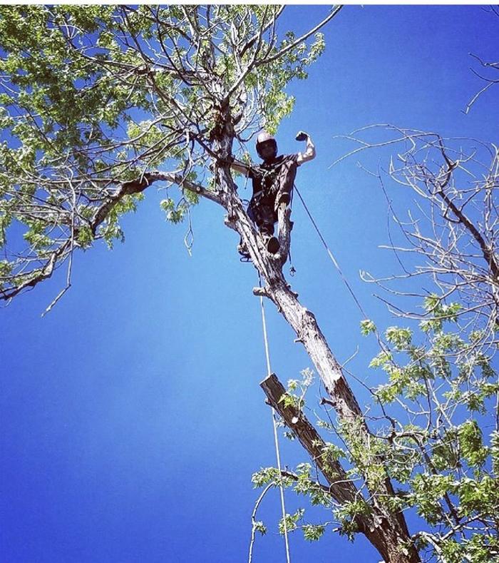 Climbers Choice Tree & Yard Care - Littleton, CO
