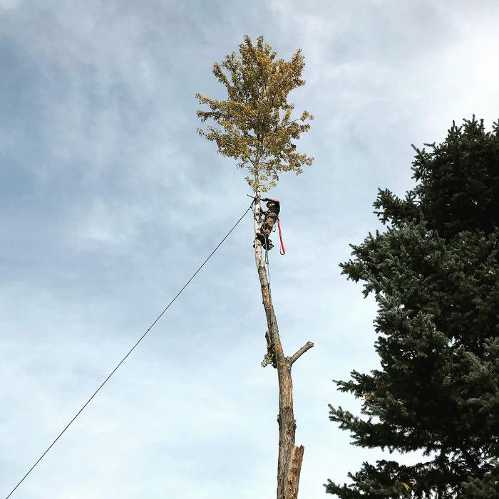 Climbers Choice Tree & Yard Care - Littleton, CO