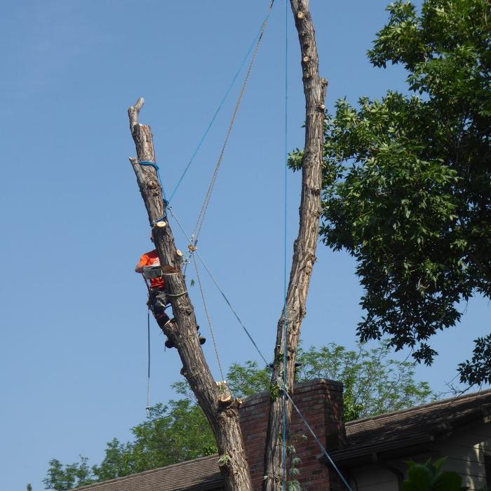 Climbers Choice Tree & Yard Care - Littleton, CO