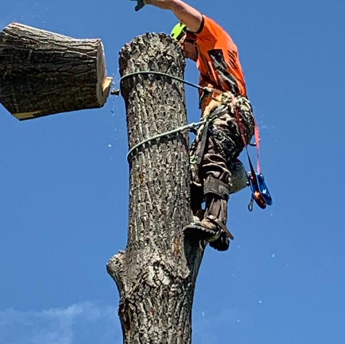 Climbers Choice Tree & Yard Care - Littleton, CO
