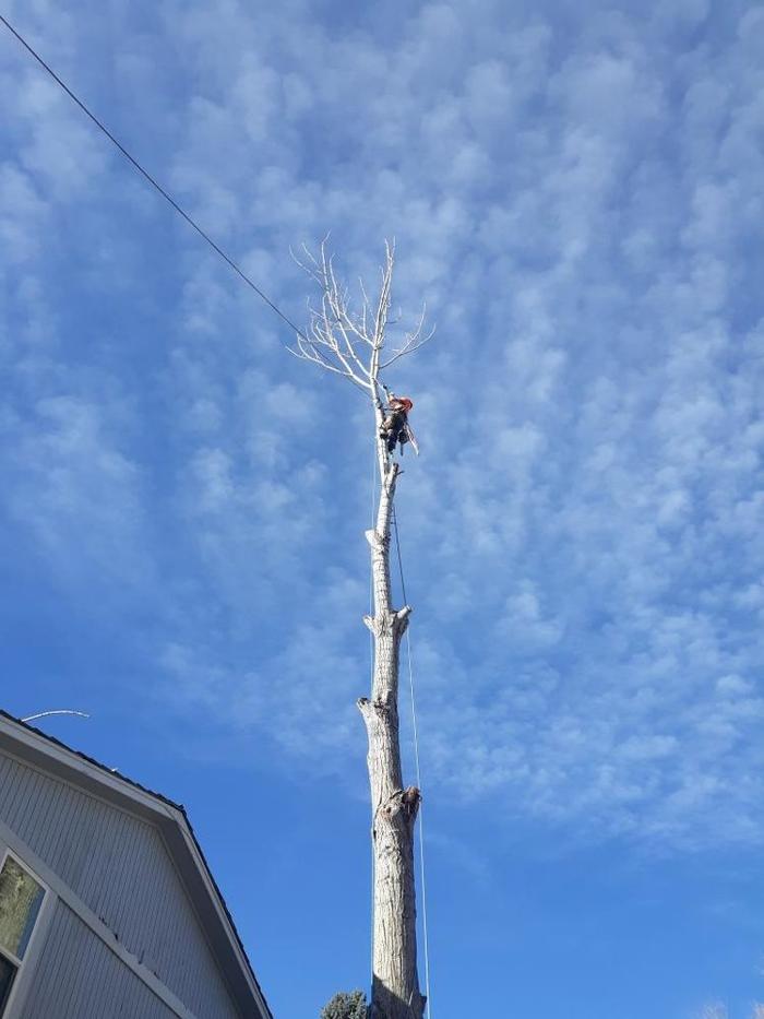 Climbers Choice Tree & Yard Care - Littleton, CO