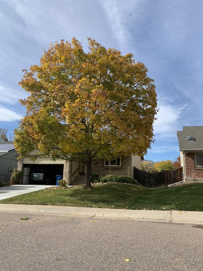 Climbers Choice Tree & Yard Care - Littleton, CO