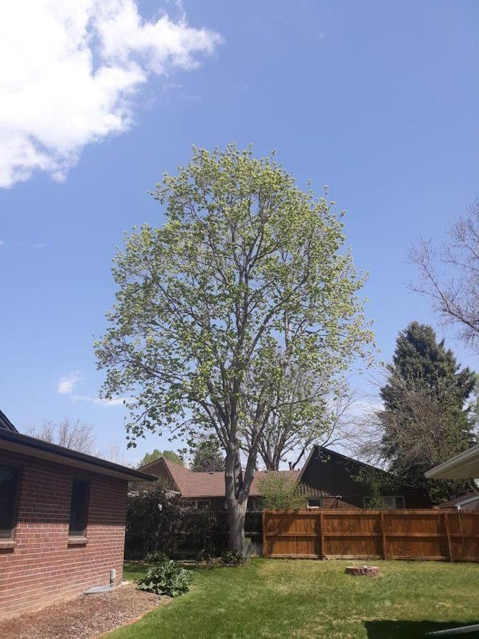 Climbers Choice Tree & Yard Care - Littleton, CO