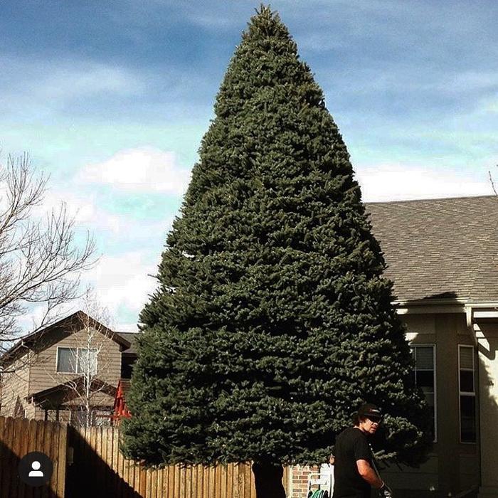 Climbers Choice Tree & Yard Care - Littleton, CO