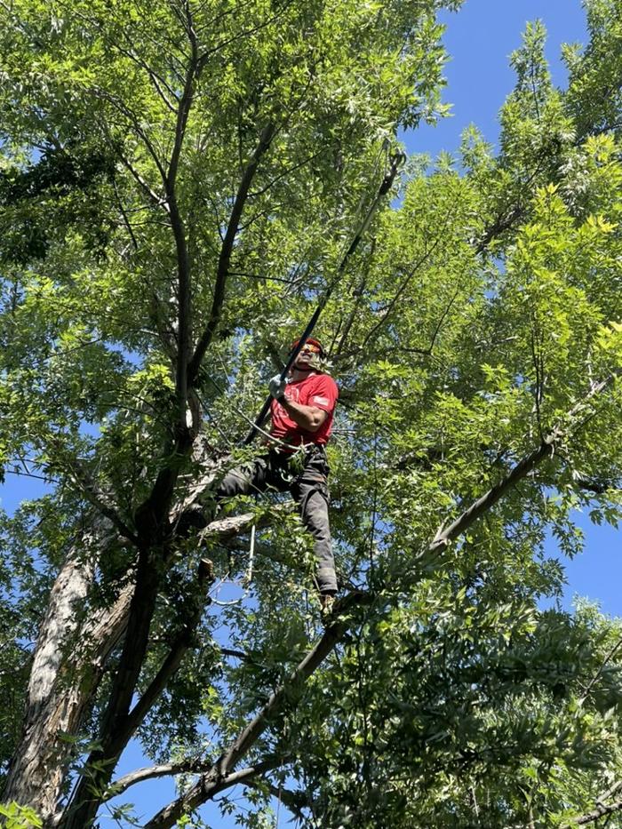 Climbers Choice Tree & Yard Care - Littleton, CO