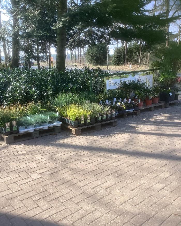 Ems-Garten, Mühlengraben in Lingen (Ems)