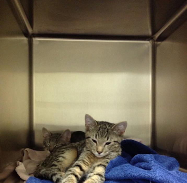 Hampstead Veterinary Center LLC - Hampstead, MD