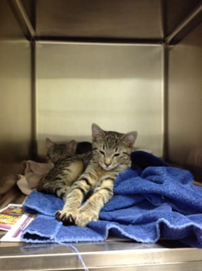 Hampstead Veterinary Center LLC - Hampstead, MD