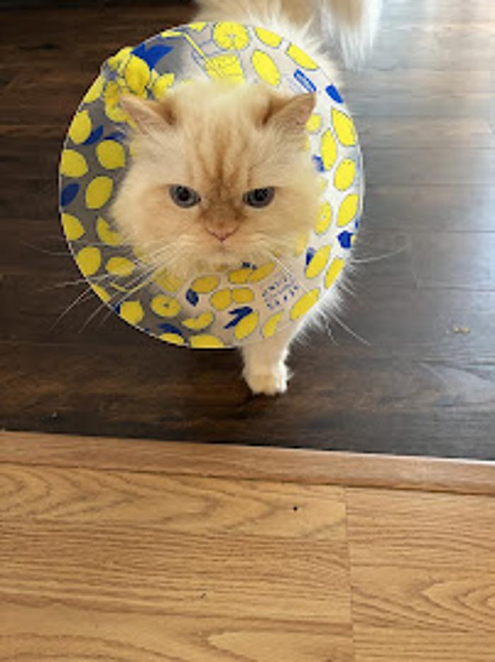 Hampstead Veterinary Center LLC - Hampstead, MD