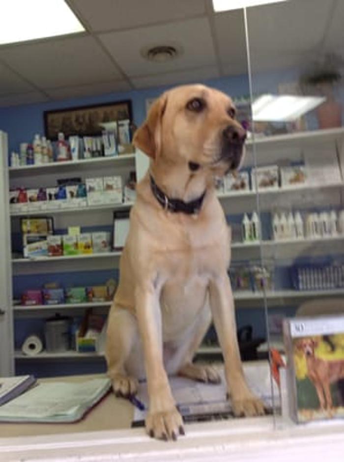 Hampstead Veterinary Center LLC - Hampstead, MD