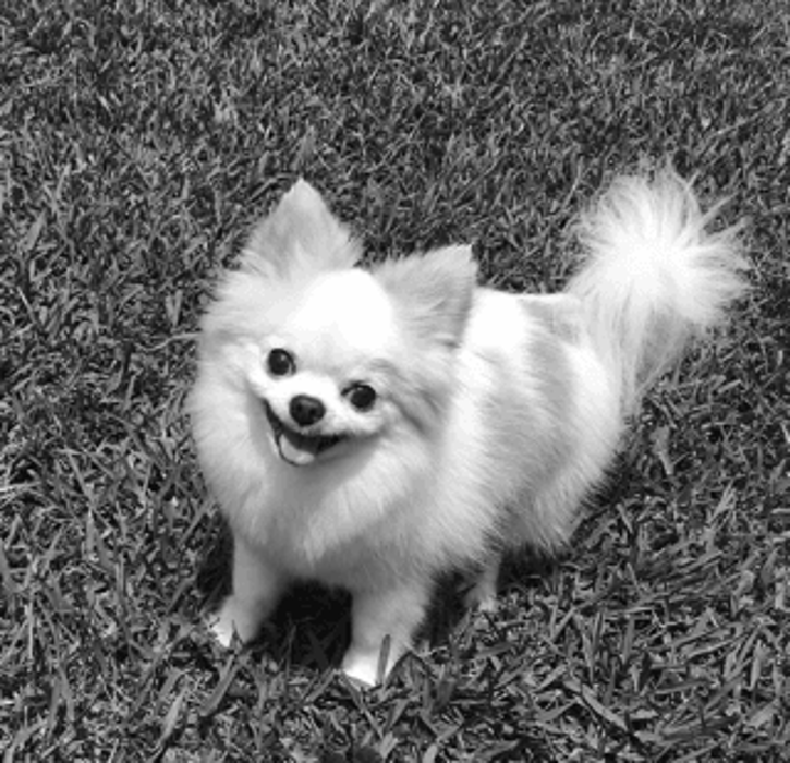 Picolinis Grooming - Miami, FL