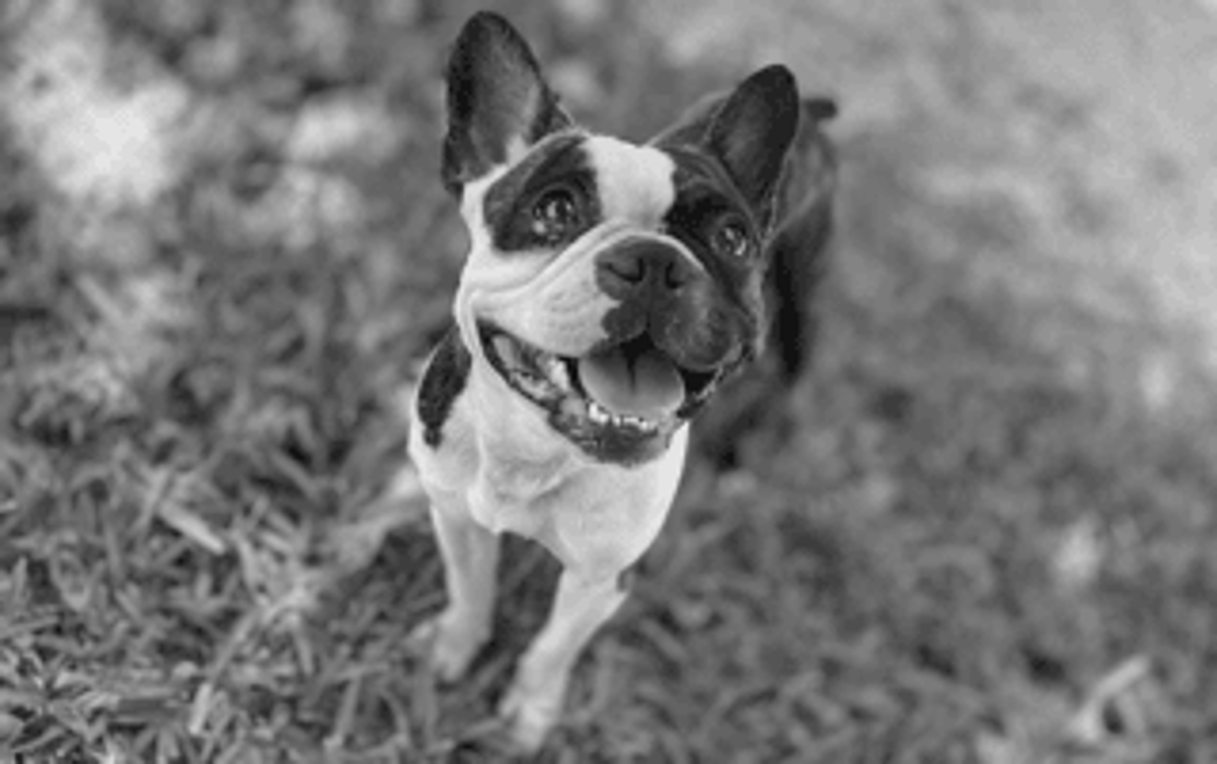 Picolinis Grooming - Miami, FL