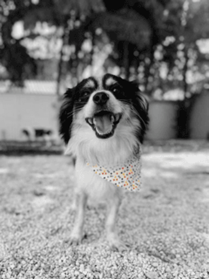 Picolinis Grooming - Miami, FL