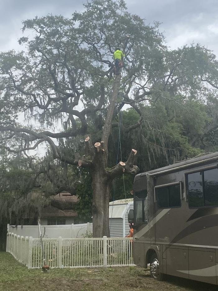 Tree Solutions Florida, LLC - Daytona Beach, FL