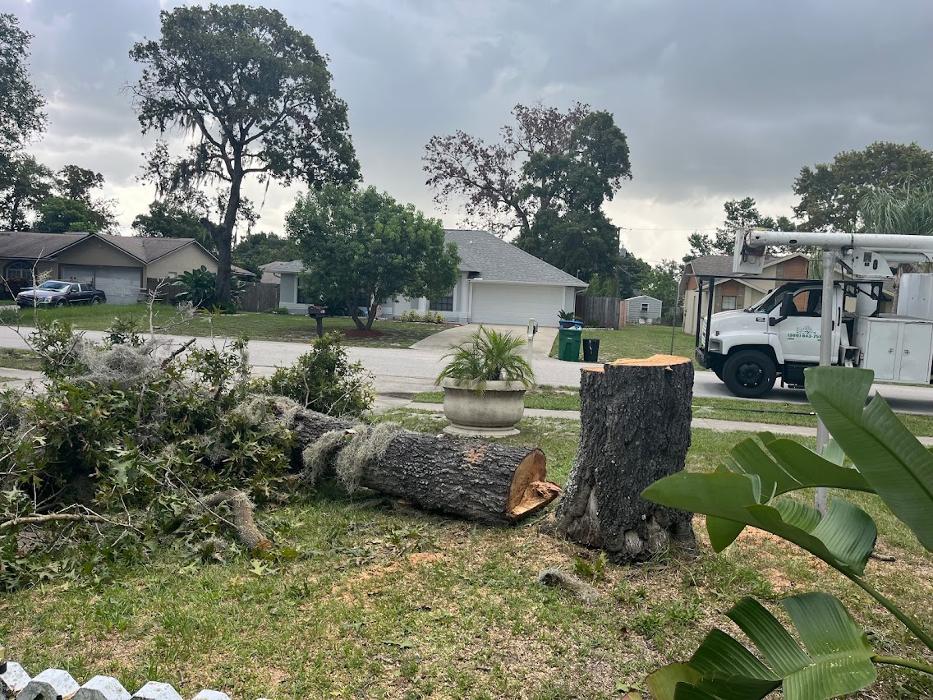 Tree Solutions Florida, LLC - Daytona Beach, FL