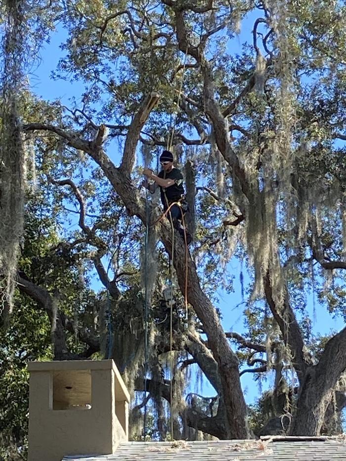 Tree Solutions Florida, LLC - Daytona Beach, FL