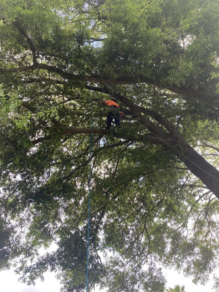 Tree Solutions Florida, LLC - Daytona Beach, FL