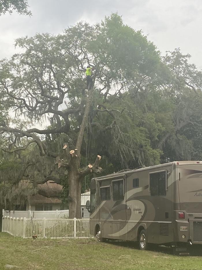 Tree Solutions Florida, LLC - Daytona Beach, FL