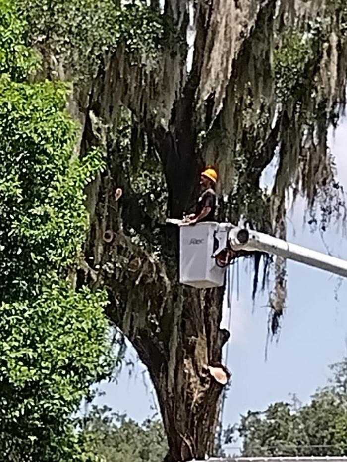 Tree Solutions Florida, LLC - Daytona Beach, FL