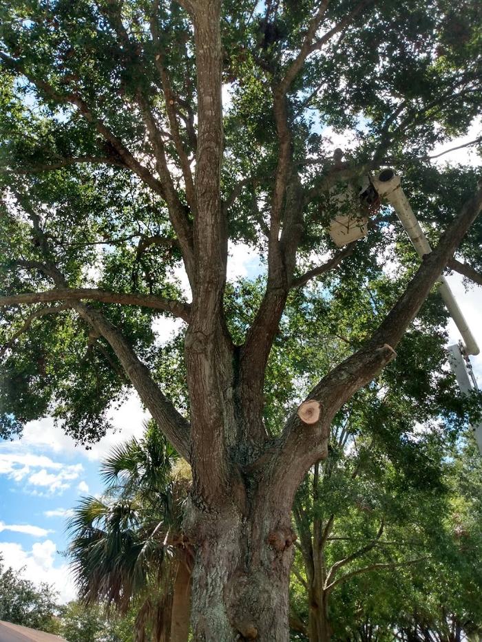 Tree Solutions Florida, LLC - Daytona Beach, FL