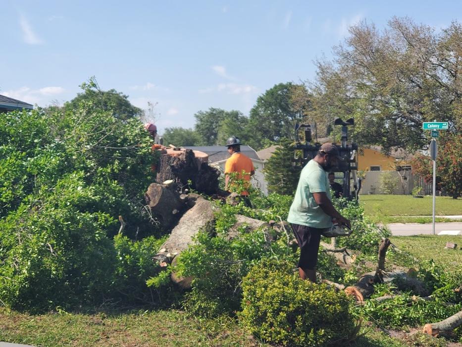 Tree Solutions Florida, LLC - Daytona Beach, FL