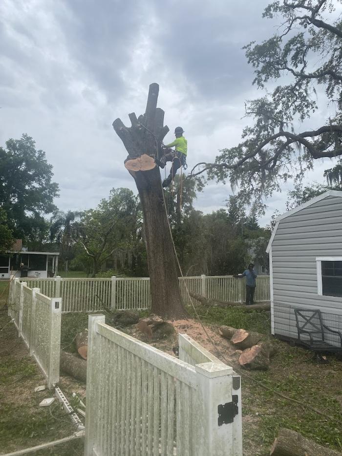 Tree Solutions Florida, LLC - Daytona Beach, FL
