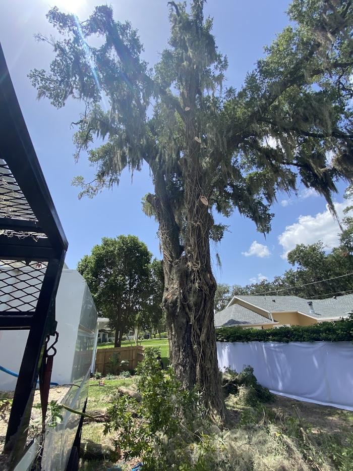 Tree Solutions Florida, LLC - Daytona Beach, FL